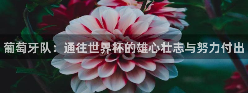2026世界杯赛程时间表最新：葡萄牙队：通往世界杯的雄心壮志与努力付出